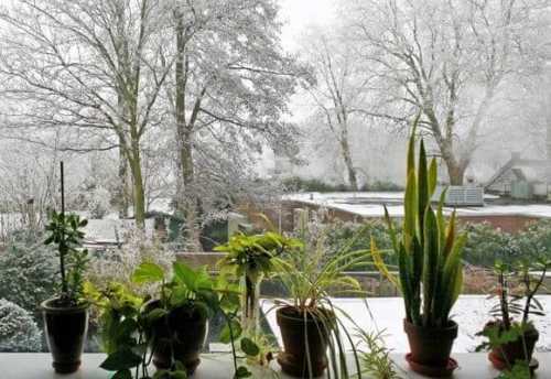 сад на подоконнике как помочь растениям пережить зиму